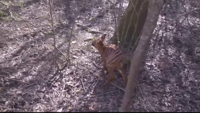 Un pui de antilopă bongo, prezentat în SUA. Specia e în pericol de dispariție