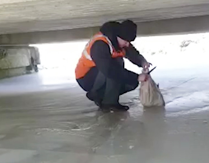 Pisică lăsată să moară într-un sac cu pietre, în Siberia. Cum a scăpat