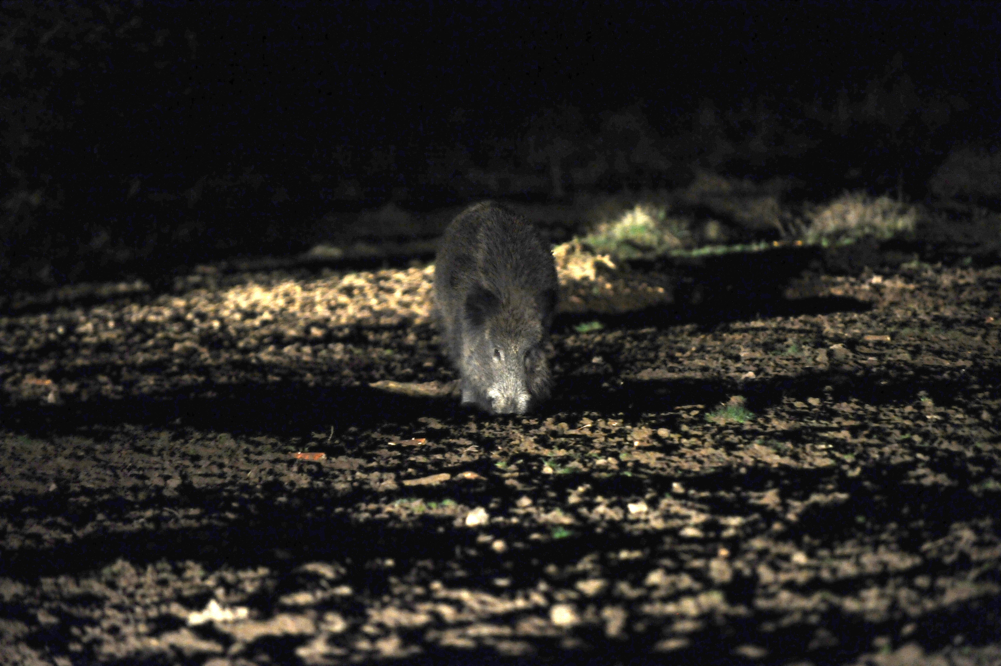 Mistreţ radioactiv, împuşcat în România. Ar fi venit de la Cernobîl