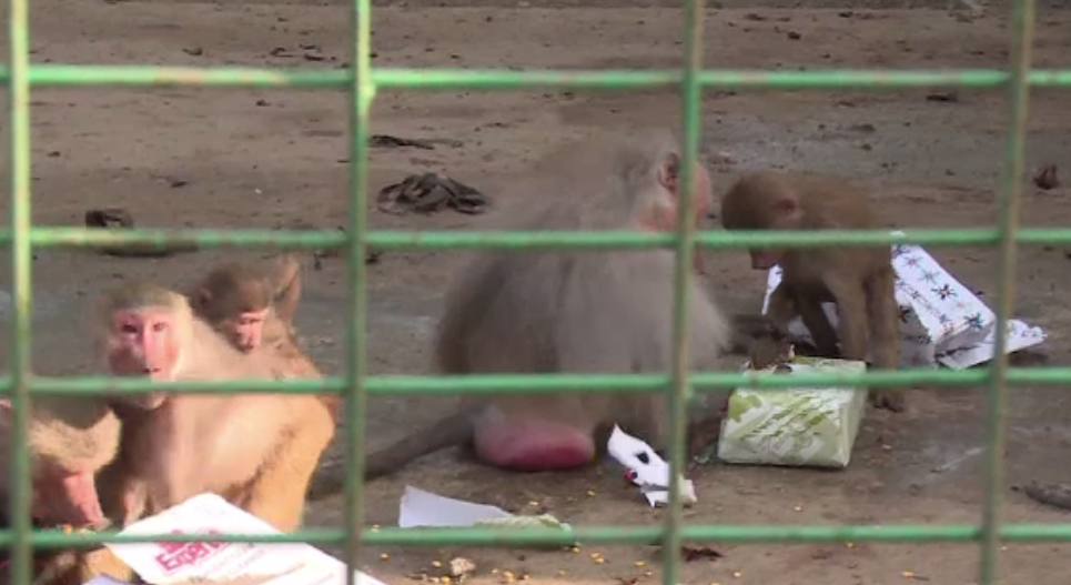 Crăciunul animalelor, la Grădina Zoologică din Ploiești. Mai mulți copii au împărțit daruri animalelor