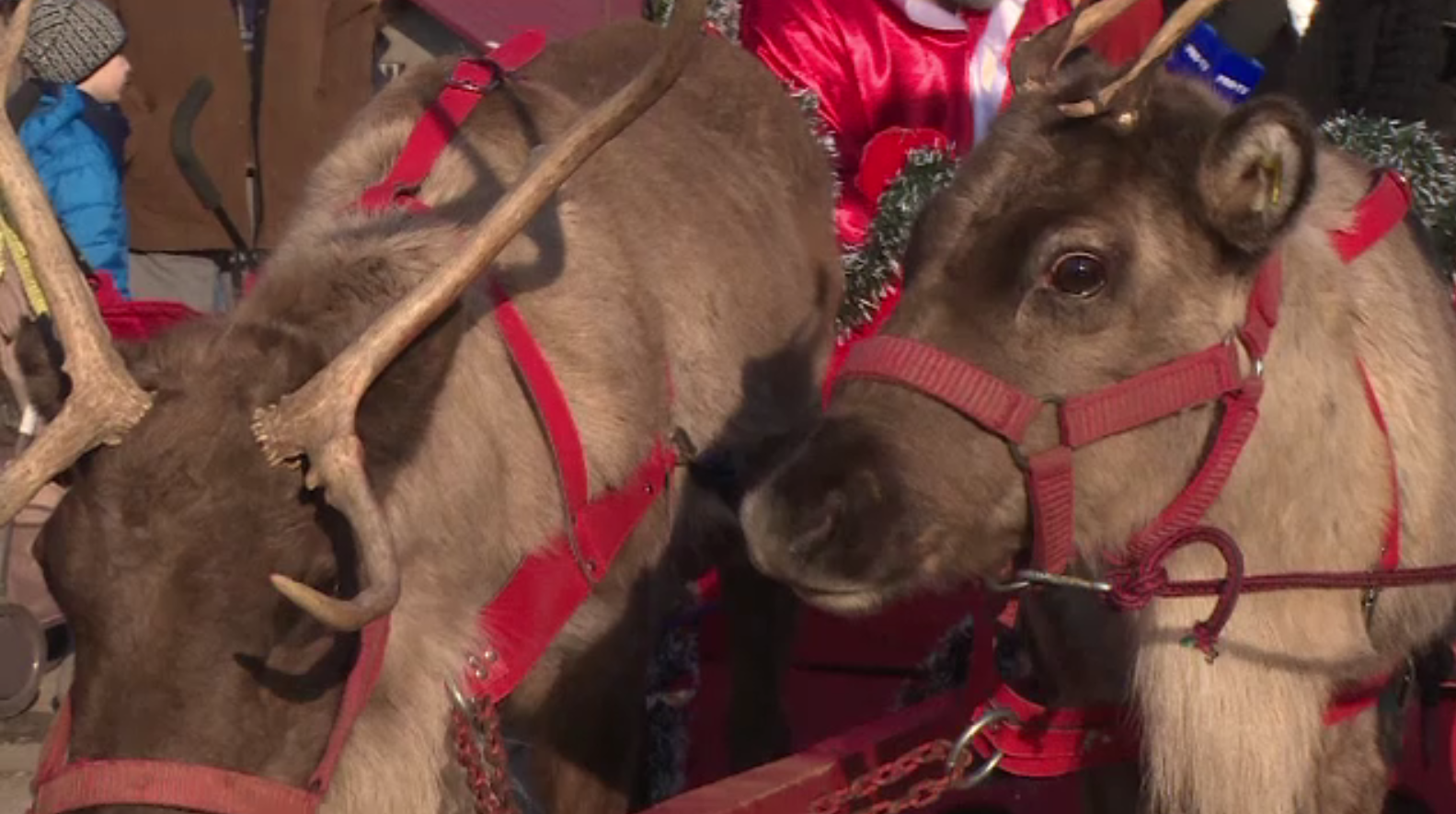 Renii, vedetele sezonului. Cât costă o plimbare cu sania lui Moș Crăciun