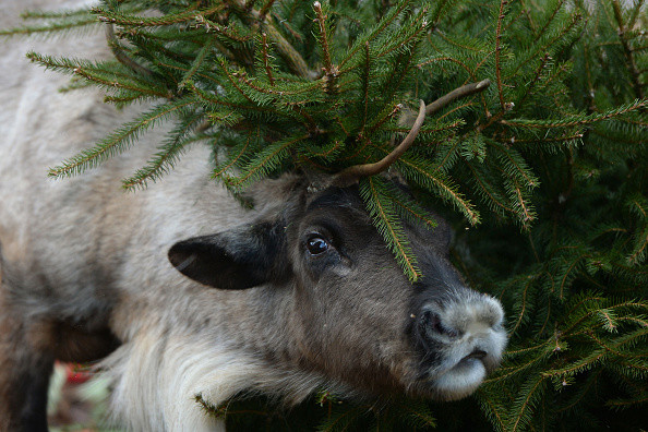 Păstor de reni, obligat de Curtea Supremă să taie 41 de animale din turma sa de 116