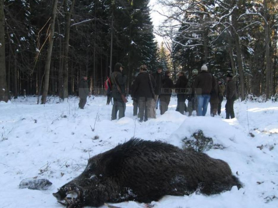 Noi detalii despre mistrețul radioactiv găsit în România. Ce spune DSVSA