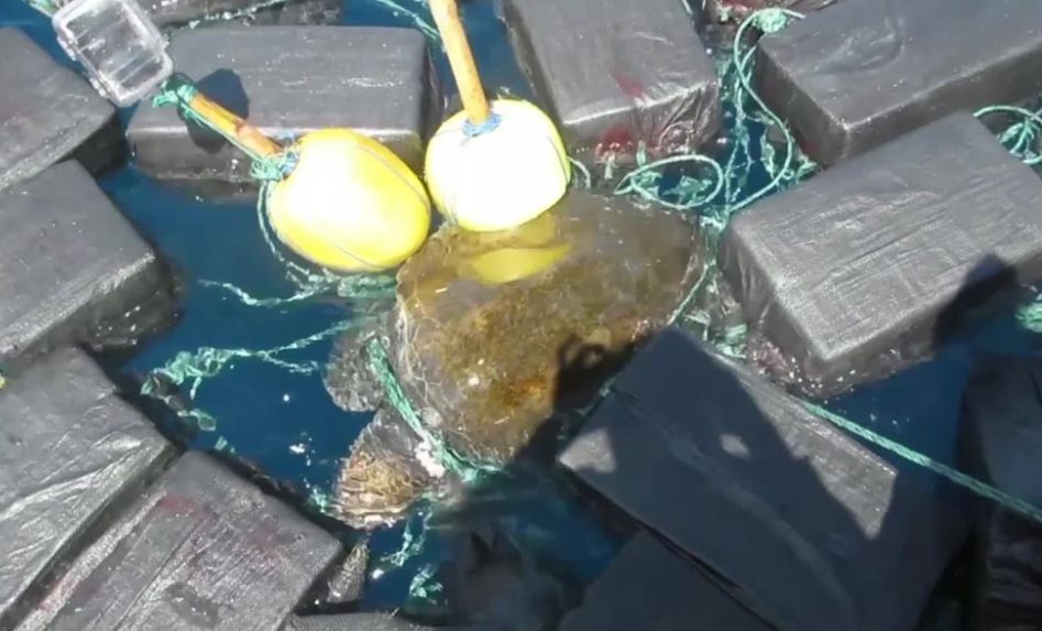 Broască țestoasă, găsită plutind captivă între baloturi cu cocaină de 53 de milioane de dolari