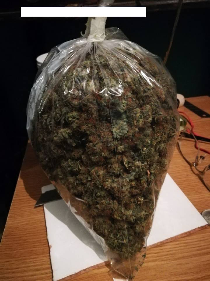 Tânăr, reținut după ce a cultivat și vândut cannabis. 2,7 kg, găsite de DIICOT