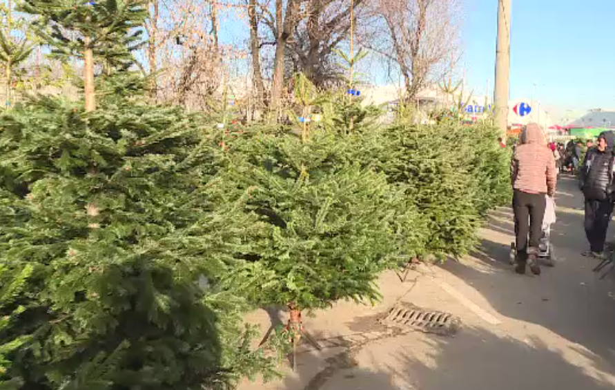 Prețurile la care comercianții au vândut brazii în Ajunul Crăciunului, pentru a nu-i arunca