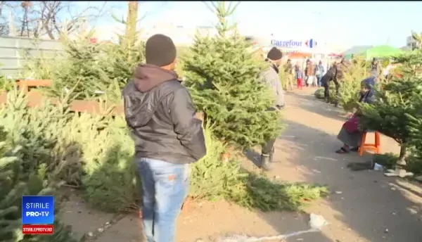 Prețurile la care comercianții au vândut brazii în Ajunul Crăciunului, pentru a nu-i arunca