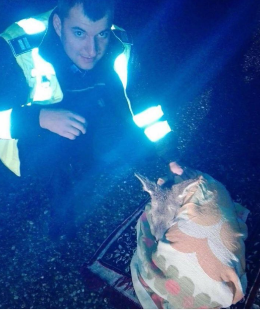 Un polițist a salvat de la moarte un pui de căprioară lovit de o mașină