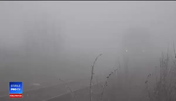 Măcel pe o cale ferată din Mureş. Aproape 100 de oi au fost ucise