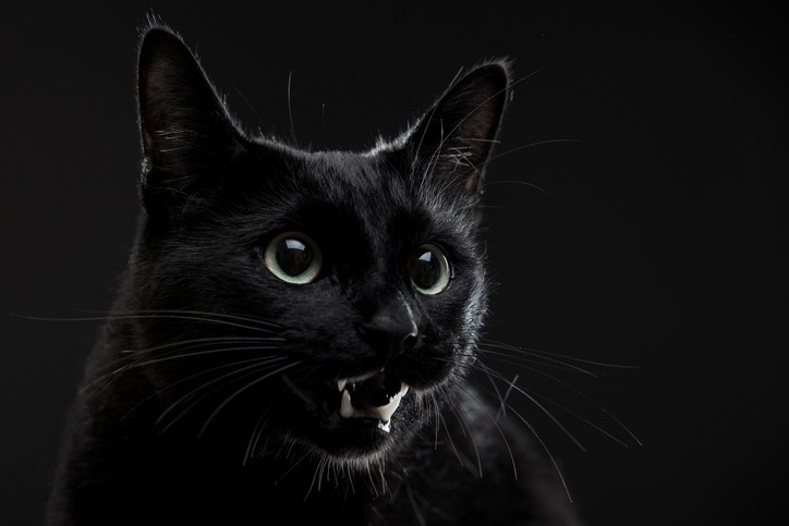 Incident neobișnuit în Slatina. O fetiță a ajuns la spital, după ce a fost atacată de pisica bunicului