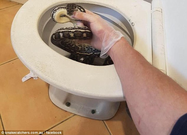 Piton, descoperit într-un vas de toaletă. Cum au reacționat proprietarii. VIDEO