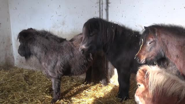 Pregătiri pentru iarnă, la grădina zoologică din Galaţi