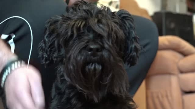 Sfaturi pentru ca animelele să nu se sperie de petarde, de Revelion. Unele își pot provoca răni grave