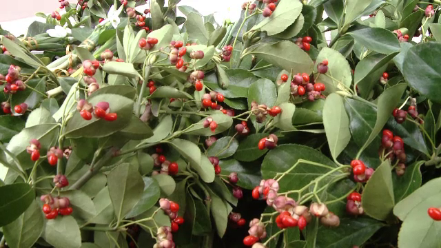 Tradiții și obiceiuri de Anul Nou: vâscul nu trebuie să lipsească din case