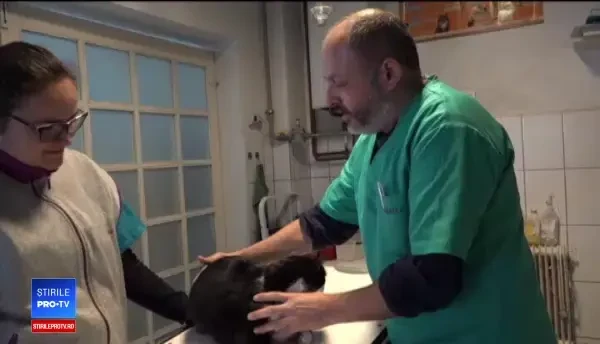 Sfaturi pentru ca animelele să nu se sperie de petarde, de Revelion. Unele își pot provoca răni grave