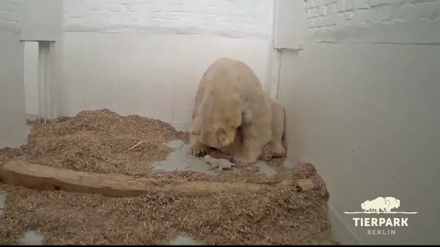 Moment emoționant la o grădină zoologică, unde s-a născut un ursuleț polar