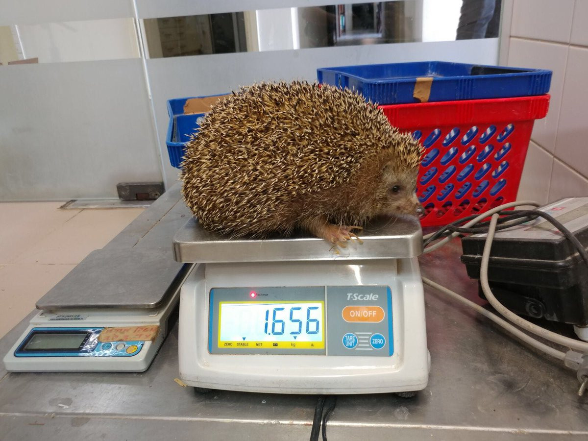 Arici supraponderal, pus la dietă la un Zoo din Israel. Are peste dublul greutății normale