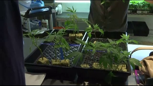 Tratamente cosmetice pe bază de cannabis, în California: „Sporește relaxarea”