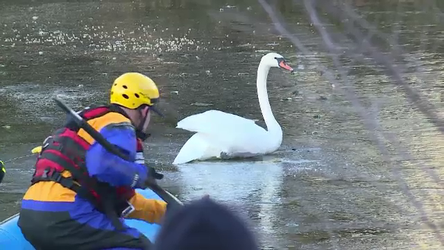 O lebădă blocată într-un iaz înghețat, salvată de la moarte