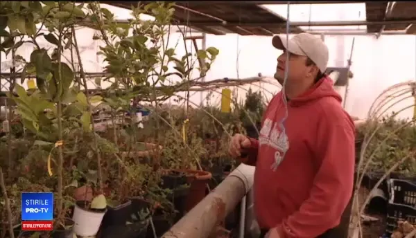 Temperaturi cu 12 grade mai mari față de cât ar fi normal: