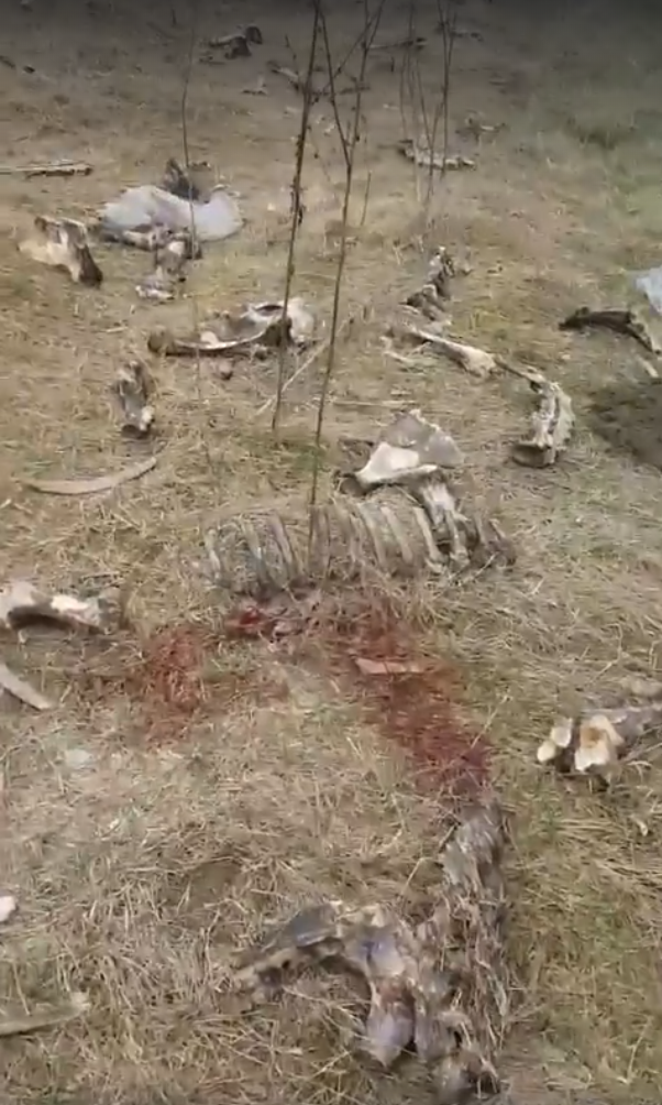 Masacru pe un câmp de lângă Autostrada București - Pitești. Zeci de câini, împușcați de un pădurar