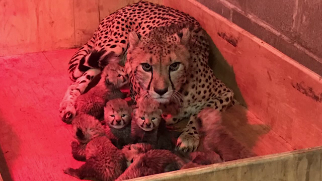 O femelă ghepard, eroina unei grădini zoologice din Saint Louis. A născut octupleţi