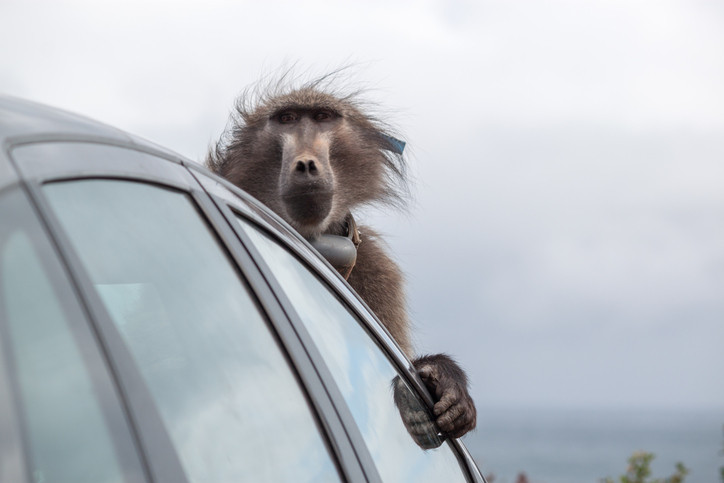 O maimuţă, singurul pasager scăpat nevătămat dintr-un accident cu șase victime