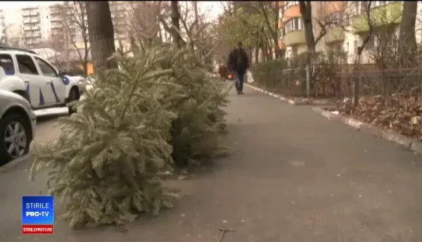 După Crăciun, mii de români s-au grăbit să scape de brazi. Ghenele de gunoi s-au umplut de pomi uscați