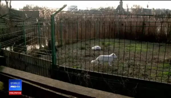 Două vulpi polare, în microrezervația din Constanța. Îngrijitorii le caută nume