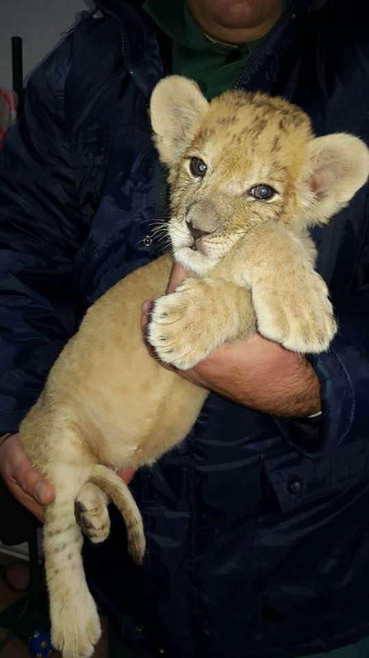 Grădina ZOO din Craiova, apel pentru găsirea unui „naș” pentru un pui de leu