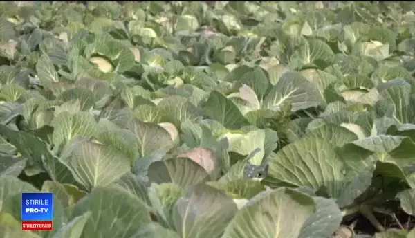 Câmpurile sunt verzi ca la sfârşit de octombrie. Fermierii aduna abia acum varza şi recoltează porumbul