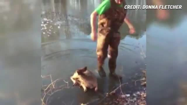 Scene emoționante în SUA. Un pui de căprioară blocat în gheață a fost salvat