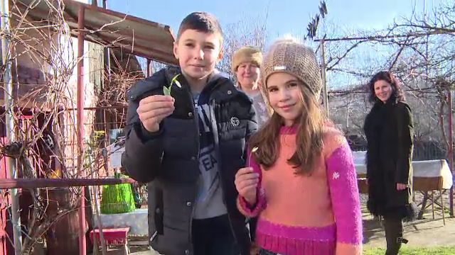 Temperaturi de până la 16 grade în ziua de Bobotează. Ghiocei înfloriți și copaci înmuguriți, în Vest