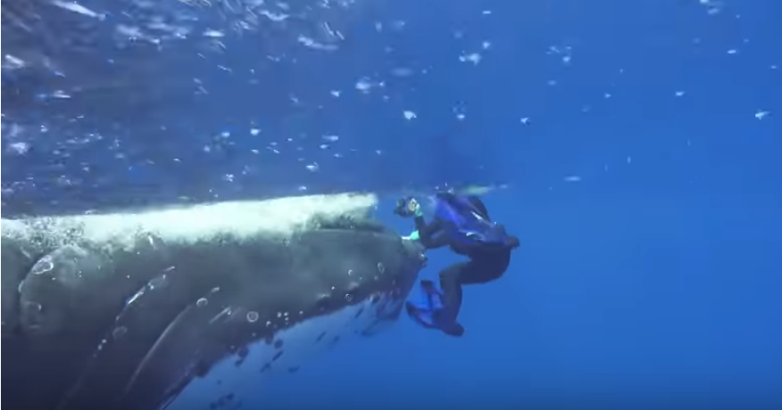 Imaginile devenite virale: biolog marin, salvat de o balenă. VIDEO