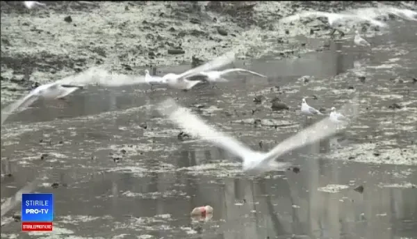 Operațiune de curățare a Dâmboviței, în Capitală. În prima zi, muncitorii au parcurs 100 de m din cei 22 de km