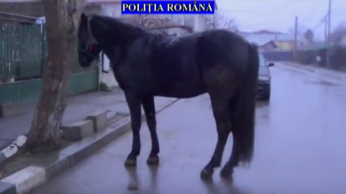 Percheziții la 14 domicilii din Prahova. Un cal, printre „bunurile” recuperate