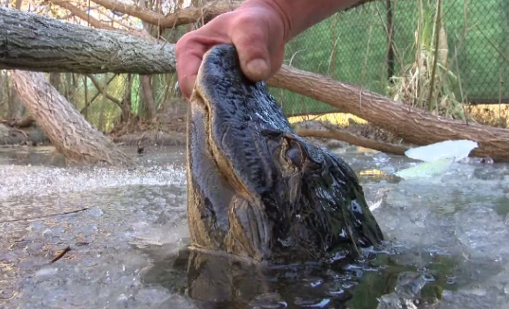 Tehnica uimitoare prin care aligatorii supraviețuiesc gerului neobișnuit din Carolina