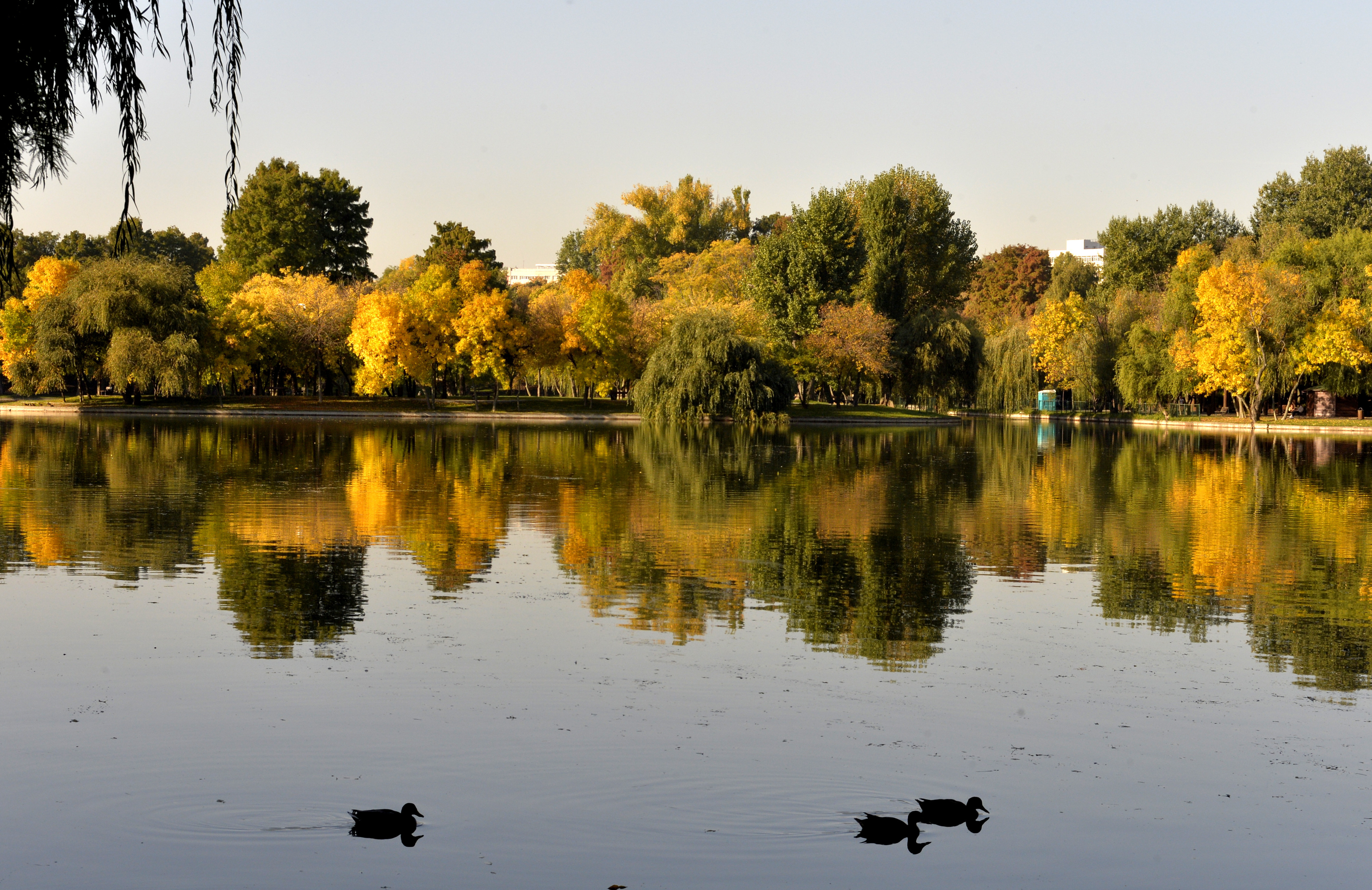 Trupul unui bărbat decedat, descoperit plutind pe lacul din Parcul IOR din București