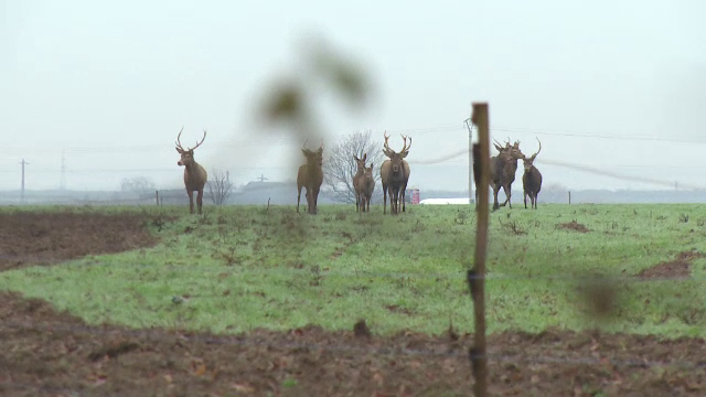 Turmă de cerbi, la păscut, pe un teren cultivat, împrejmuit cu gard electric. Cum e posibil