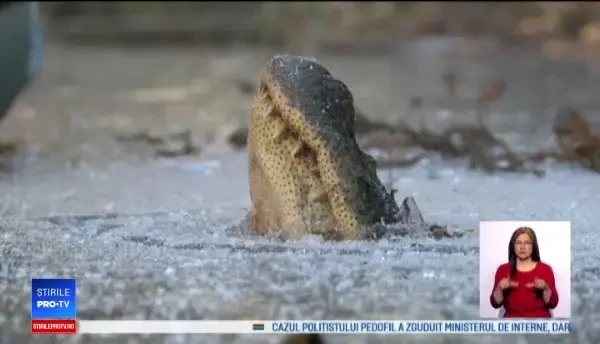 Tehnica uimitoare prin care aligatorii supraviețuiesc gerului neobișnuit din Carolina