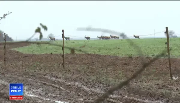 Turmă de cerbi, la păscut, pe un teren cultivat, împrejmuit cu gard electric. Cum e posibil