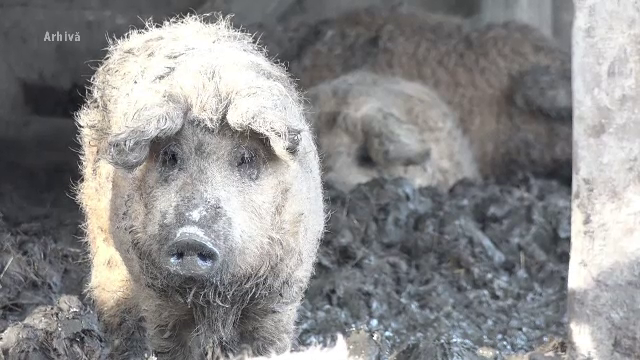 Pesta porcină africană, localizată în Satu Mare. Boala nu se transmite la om