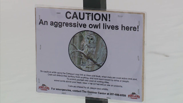 Pe o pârtie din SUA, o bufniță îi atacă pe schiori. Care ar fi motivul