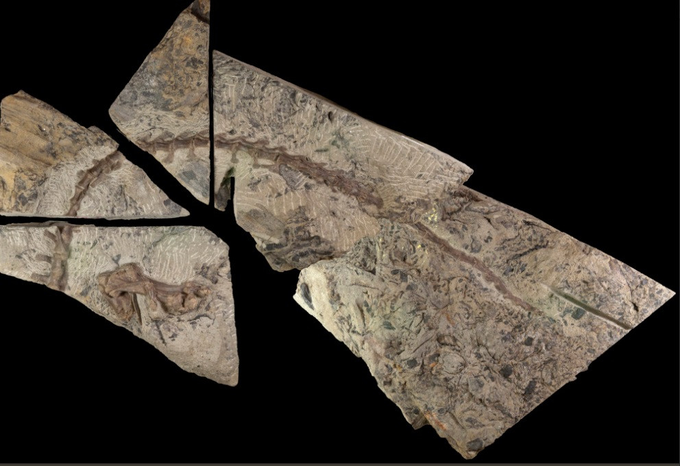 Rămăşiţe de dinozaur, descoperite în Australia: „Sunt foarte rare”. FOTO