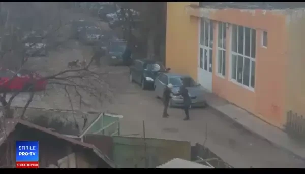 Trei persoane au ajuns la spital, după ce au fost atacate de câini de luptă