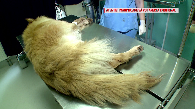 Anchetă deschisă în cazul câinelui împușcat, în prezența stăpânului