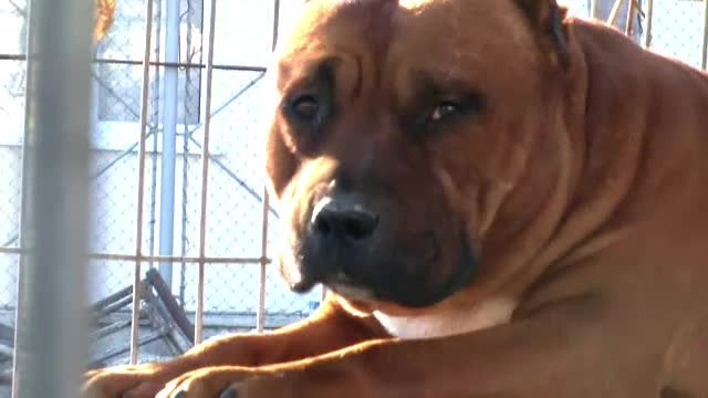 Bărbatul atacat de câinii de luptă a fost operat. Dosare penale pe numele proprietarei câinilor