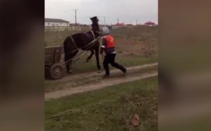 Imagini scandaloase în Galați. Doi bărbați au chinuit trei cai pentru propria distracție