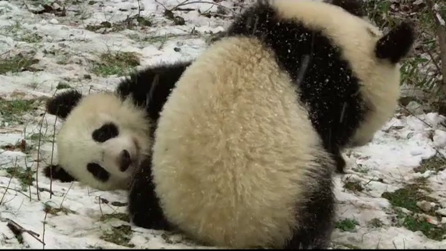 Prima zăpadă pentru doi ursuleți panda de la Grădina Zoologică din Viena