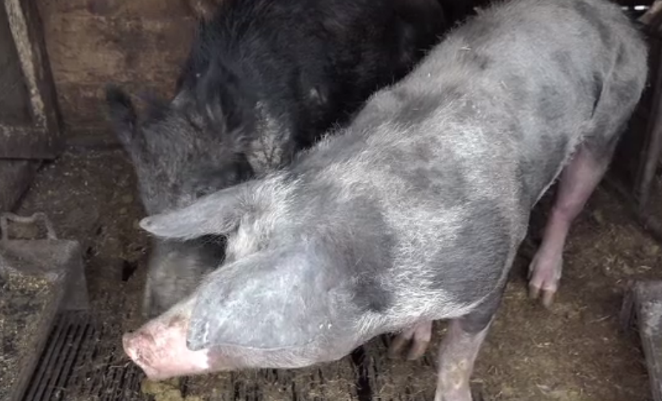 Focar de trichineloză în Mureş. Mai multe cazuri de îmbolnăvire, descoperite de veterinari